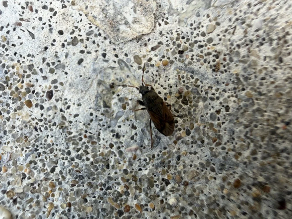 Observation de Punaise des milieux sableux (Megalonotus sabulicola)