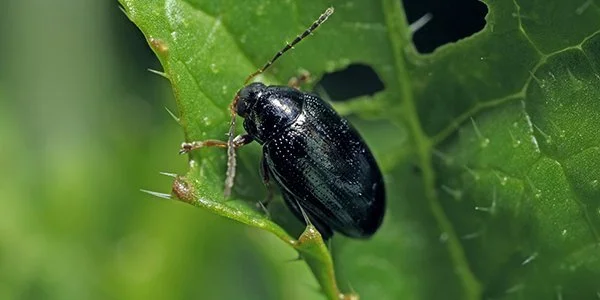 Observation de Psylliodes convexior (Psylliodes convexior)