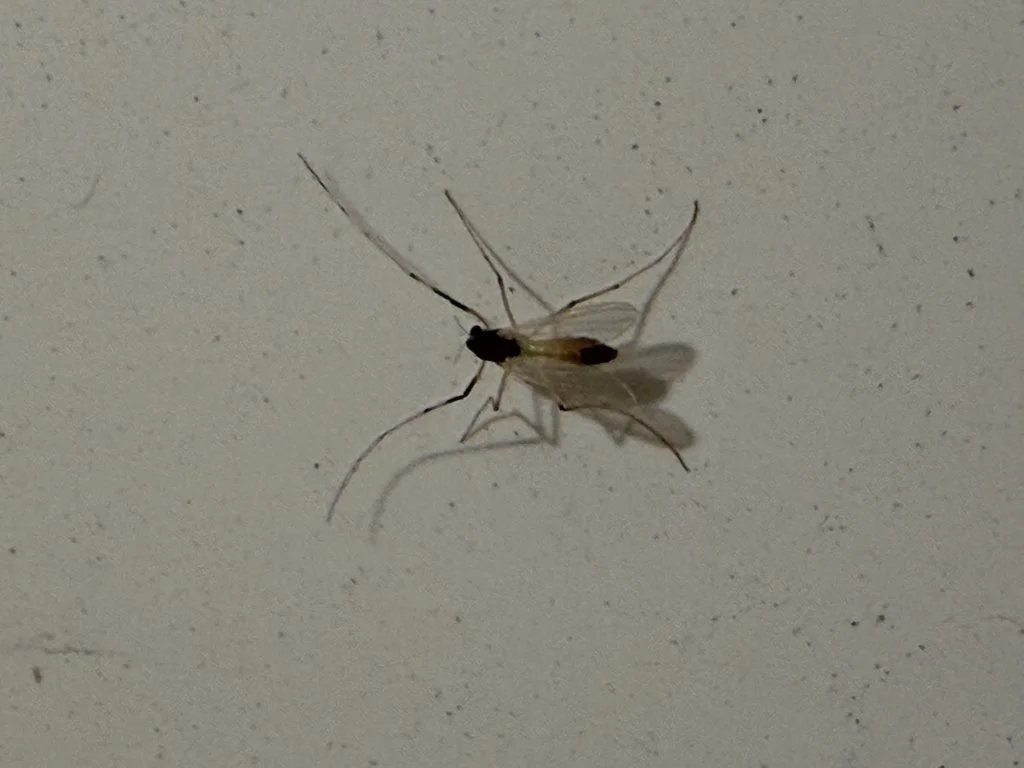 Observation de Microtendipe de Pedell (Microtendipes pedellus)