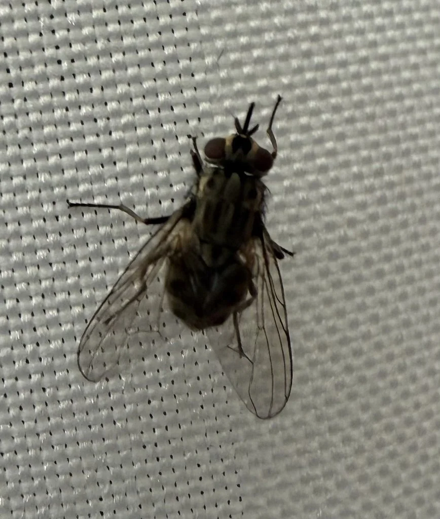 Observation de Mouche des étables (Stomoxys calcitrans)