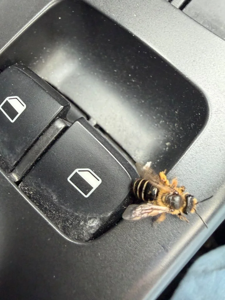 Observation de Halictus rubicundus (Halictus rubicundus)