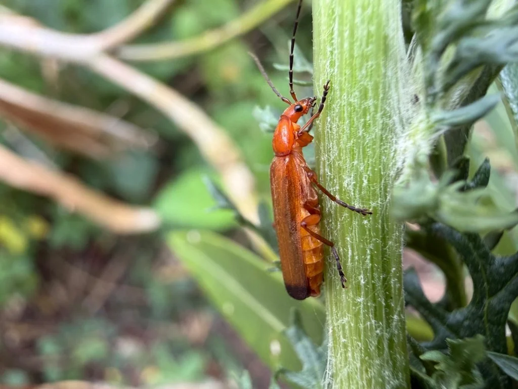 Observation de Rhagonycha fulva (Rhagonycha fulva)