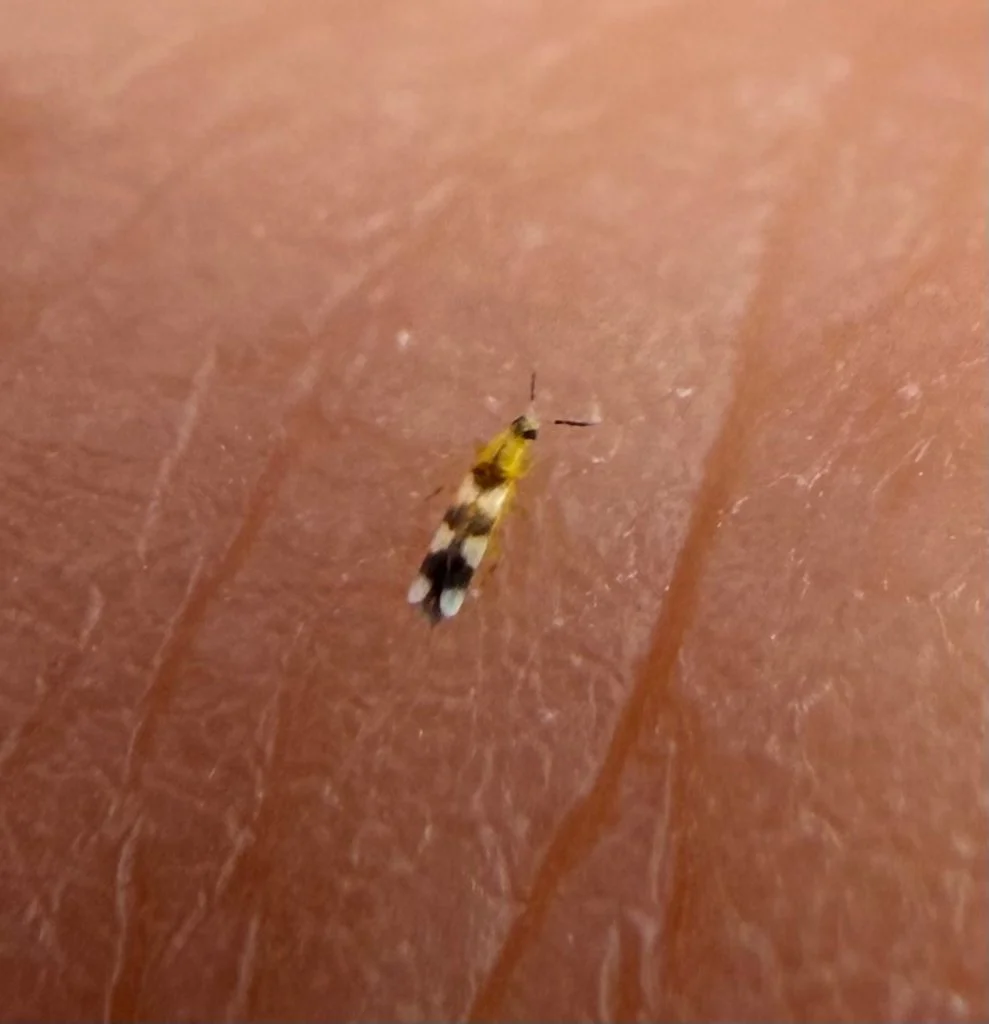Observation de Aeolothrips collaris (Aeolothrips collaris)