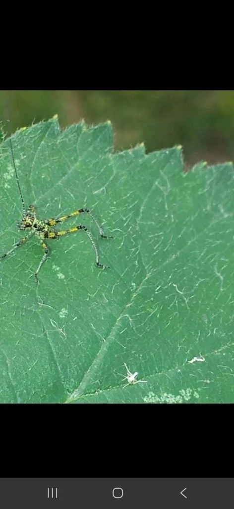 Observation de Phanéroptère méridional (Phaneroptera nana)
