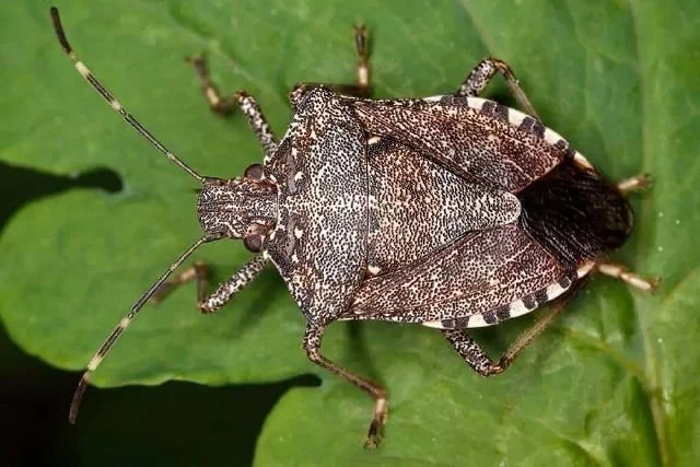 Observation de Punaise diabolique (Halyomorpha halys)