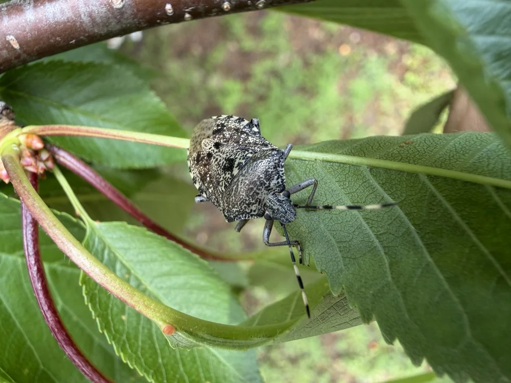 Observation de Punaise grise (Rhaphigaster nebulosa)